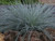 Festuca glauca blue
