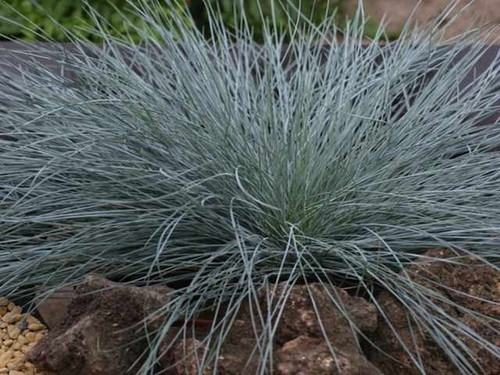 Festuca glauca blue