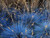 Festuca glauca blue