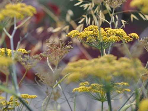 fennel flower plants