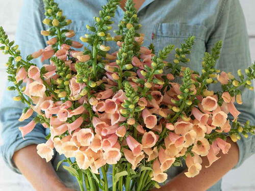 Digitalis foxglove dalmation peach