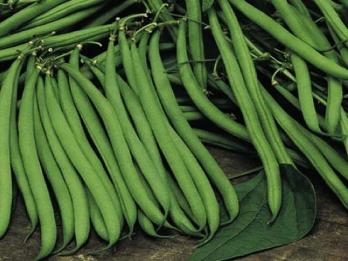 Safari is a variety of french dwarf beans