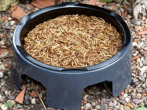 Gardman Mealworms