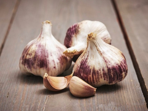 Germidour Seed Purple Garlic