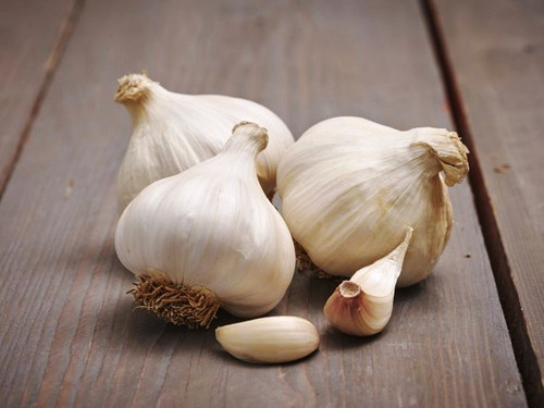 Messidrome Seed Garlic