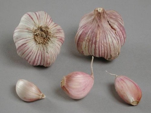 Seed garlic french primor