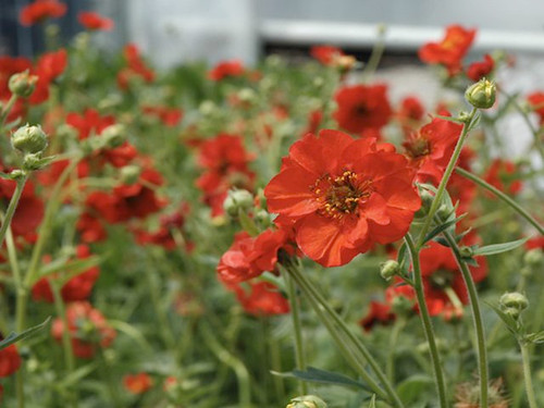 Hot Colours Perennial Border Seedling Pack - 15 Plants