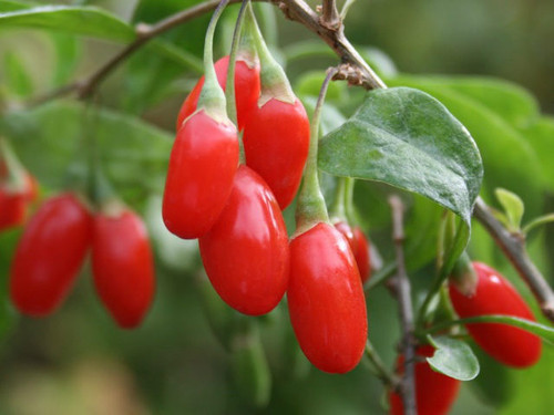 gojiberries growing on a gojiberry bush