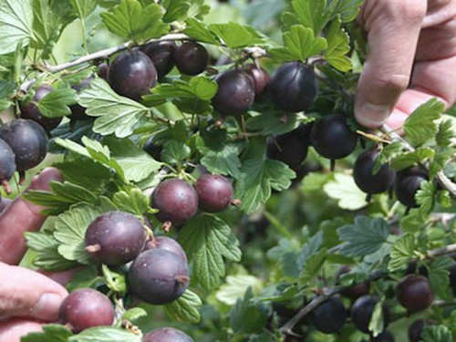 Grow your own gooseberry black velvet bushes