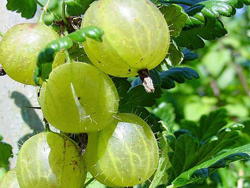 invicta gooseberries on a bush