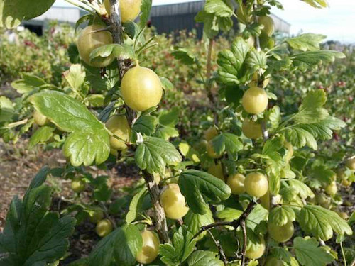 leveller is a bright large variety of gooseberry