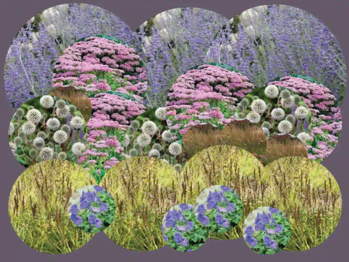 Prairie Days Flowering Perennial 48 Pack - NEW