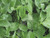 Grow your own field beans green manures