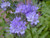 Phacelia Tanacetifolia is a colourful variety of green manures