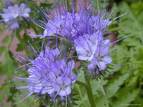 Phacelia Tanacetifolia is a colourful variety of green manures