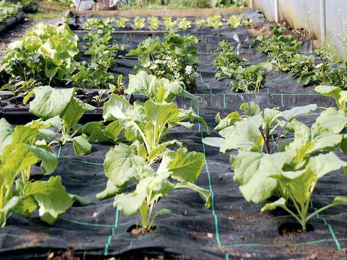 Gro grid weed suppressant vegetable planting mat
