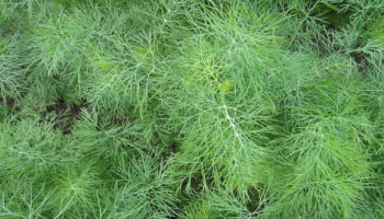 growing-info-d.jpg