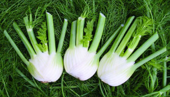 growing-info-f.jpg