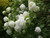 Guelder rose conservation native bare root hedge mix