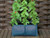 Haxnicks Pea and Bean Patio Planter