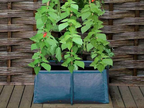 Haxnicks Pea and Bean Patio Planter