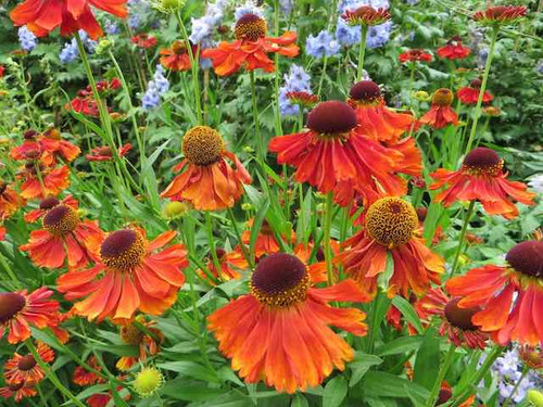 Moerheim Beauty variety of Helenium flowering plants
