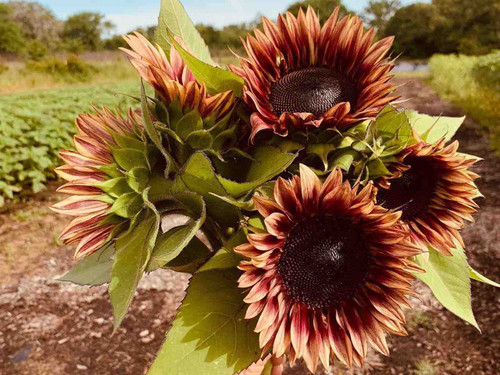 Helianthus sunflower pro cut plum