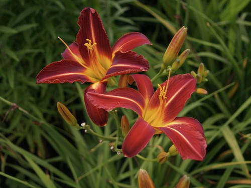 Hemerocallis Stafford plants for sale online