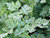 herb seedlings sent directly to you for your garden