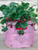 Enjoy the taste of delicious homegrown strawberries