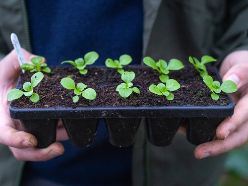 huw richards propagation tray