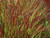 Imperata Cylindrica 'Red Baron'
