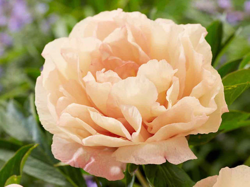 Itoh Peony - Canary Brilliants
