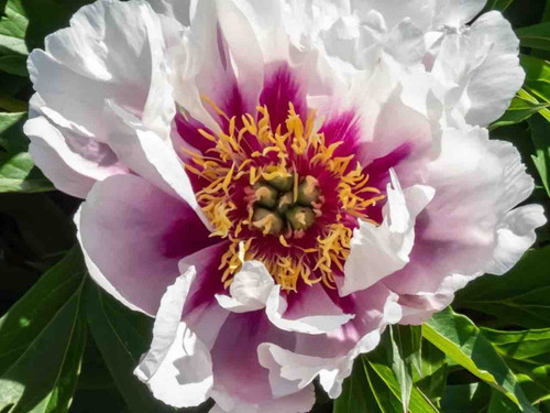 Paeonia 'Cora Louise' Itoh Peony