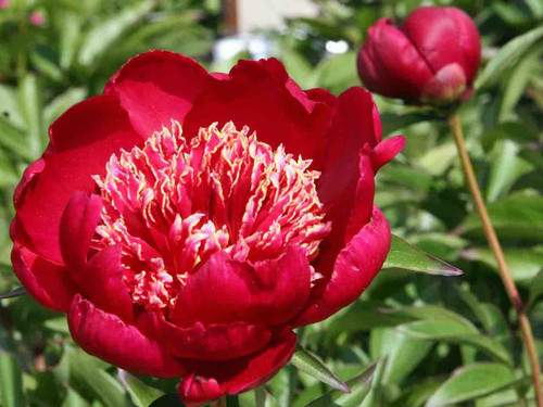 Chinese Peony - Nippon Beauty