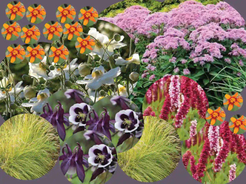 New perennial ready to plant plan and plant pack