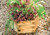 Royal hexagonal planters available in 2 sizes
