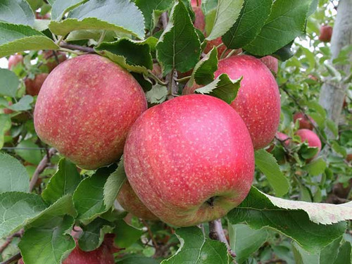 Jonagold large red variety of apple
