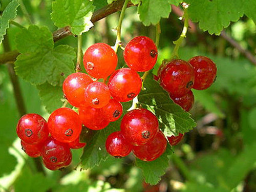 Redcurrants growing on a healthy currant bush
