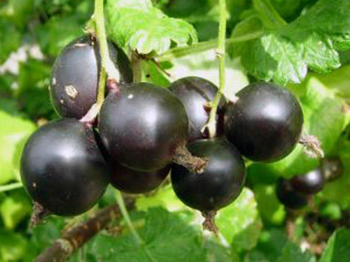 josterberry growing nicely