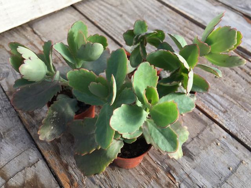 kalanchoe-fedtschenkoi succulent plants for sale