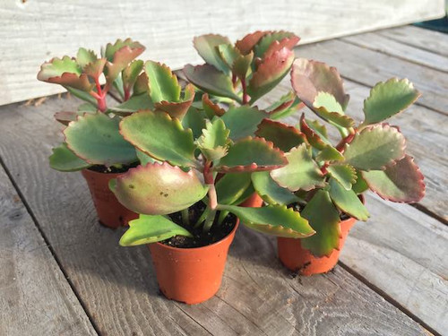 kalanchoe-pinatum succulent ornamental plants