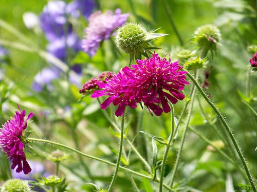 knautia-macedonica wildlife friendly perennial flower