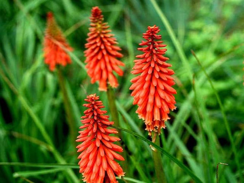 kniphofia redhot popsicle plants for sale