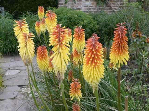 Kniphofia Royal Standard plants for sale online
