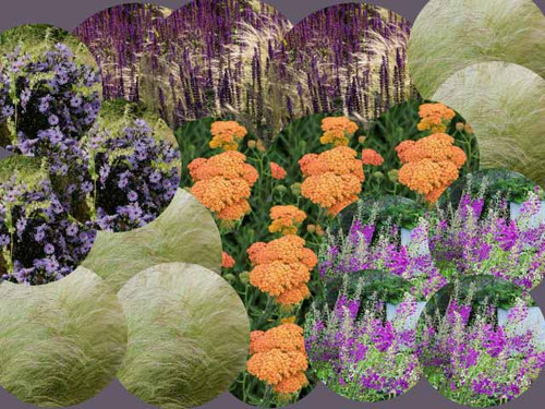 Late summer perennial flower planting plan