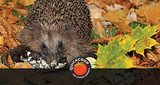 ​The Wildlife Benefits of Leaf Litter