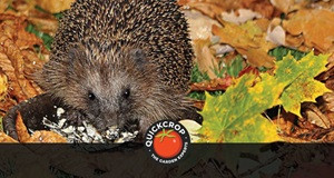 ​The Wildlife Benefits of Leaf Litter