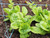 lettuce plants in allotment raaised bed