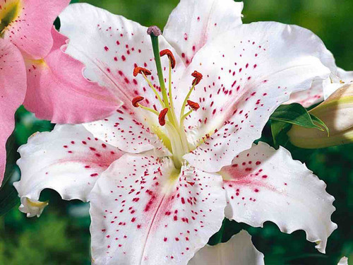 Oriental Lily - 'Muscadet'